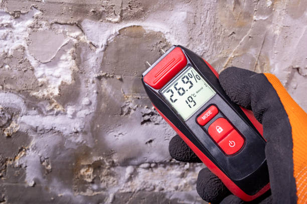 Best Post-Flood Mold Remediation in Cove Creek, NC