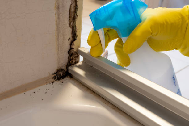 Best Localized Mold Remediation (e.g., coastal areas, humid climates) in Cove Creek, NC