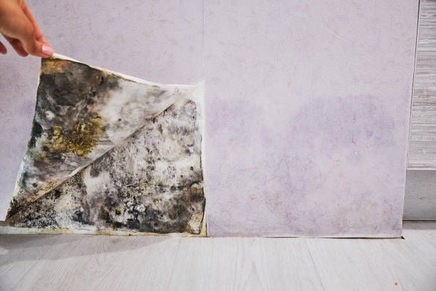 Best Insurance-Related Mold Remediation in Cove Creek, NC